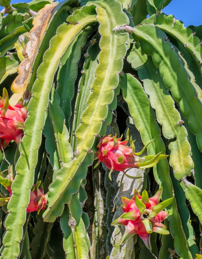Ripe dragon fruit on a pole laden with ripe red dragon fruit in the harvest in the sunny day